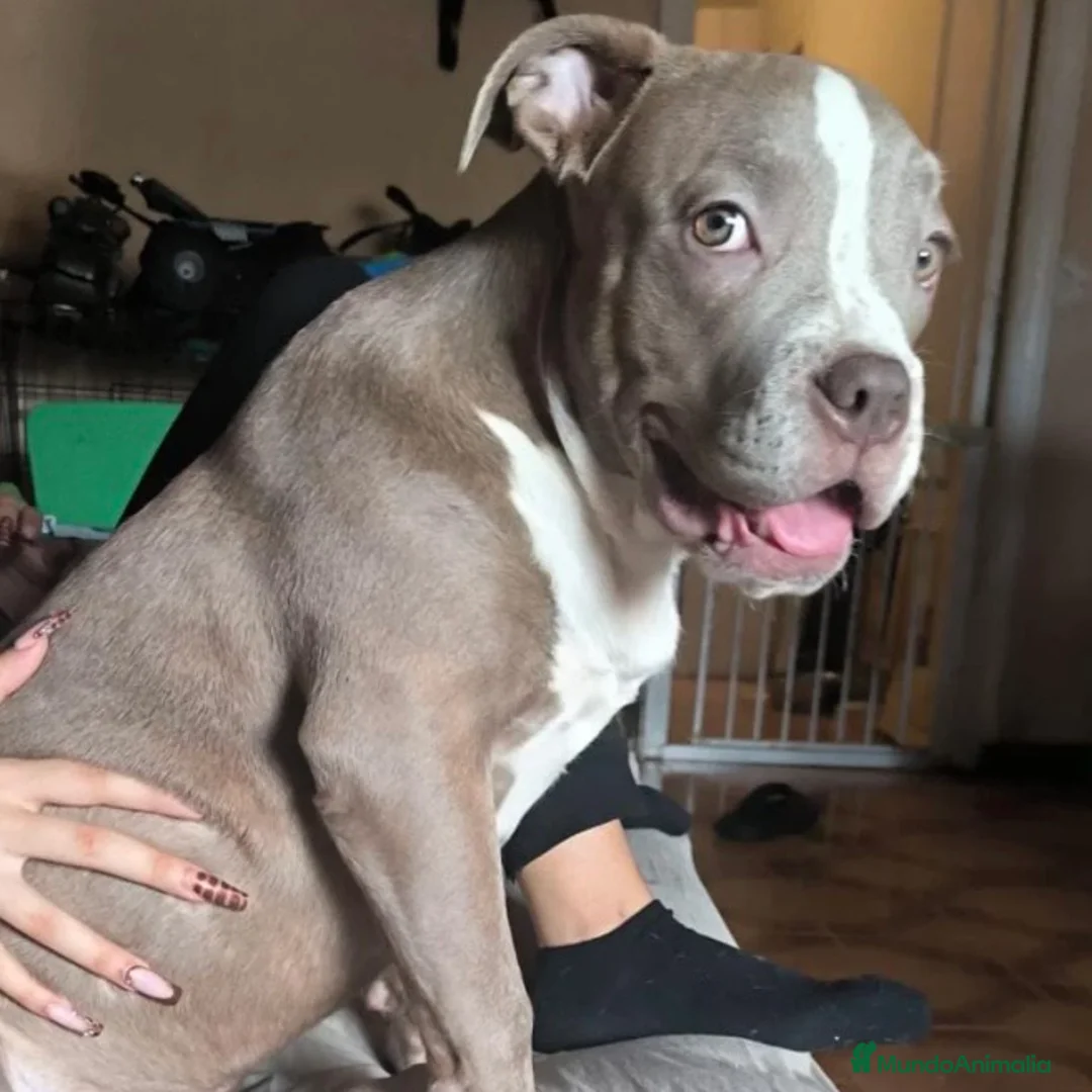 American Bully perros en venta: American Bully XL - Anuncio 4