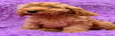Cockapoo 1