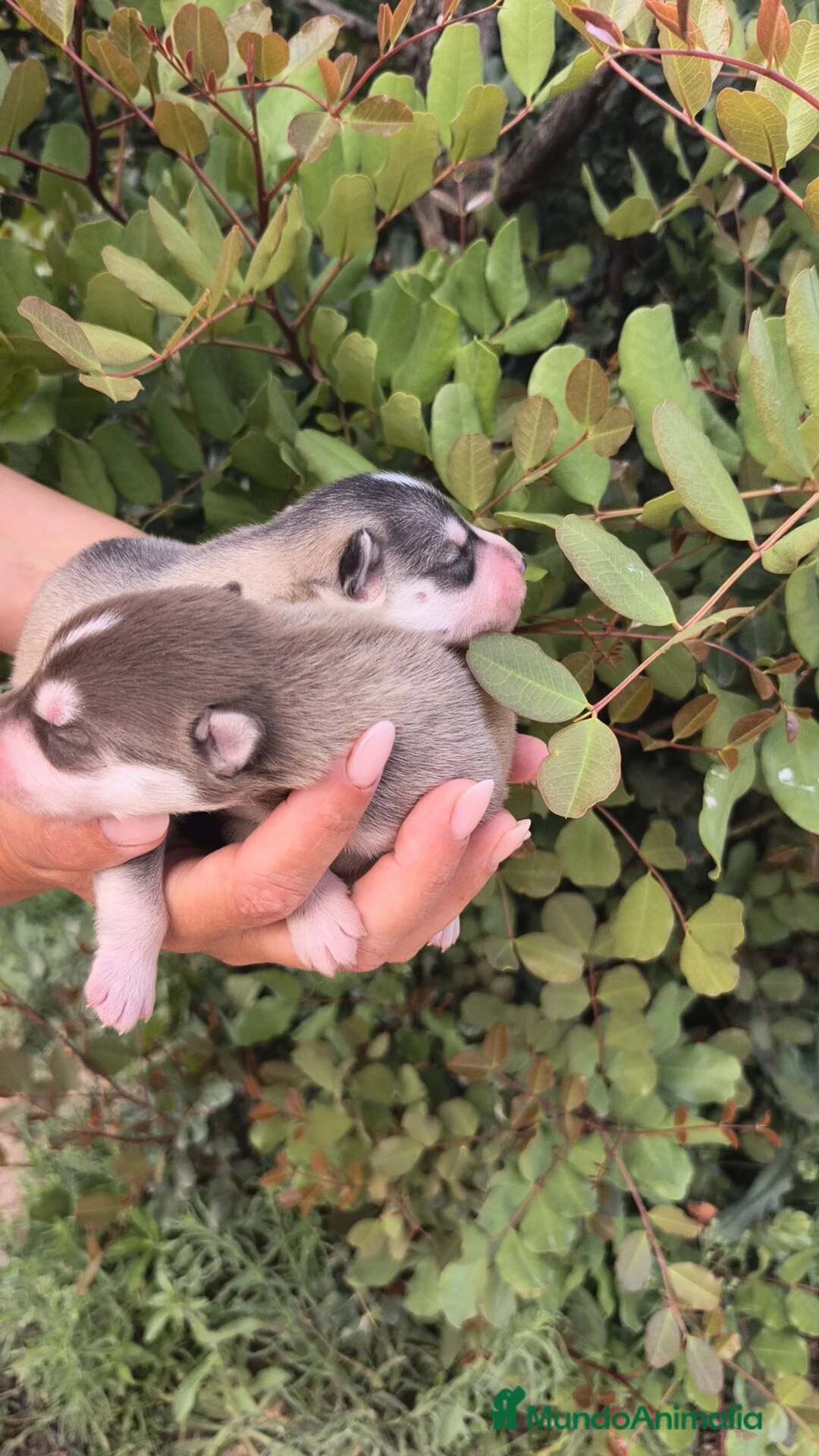 Husky Siberiano perros en venta: Husky SIBERIANO Macho y Hembra  - Anuncio 14