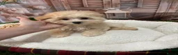 Maltipoo perros en venta: Maltipoo toy listo para conocer a su nueva familia - Anuncio 4