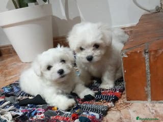 Bichón Maltés perros Bichón Maltés machos y hembras en Barcelona - Anuncio 24
