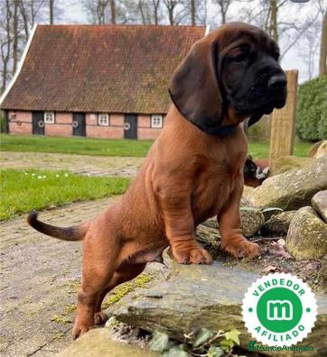 Sabueso de Sangre de Baviera perros en venta: Sabueso de Sangre Baviera 🩸 - Imagen 1