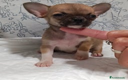 Chihuahua perros en venta: Chihuahua micro Toy hembra  - Imagen 4