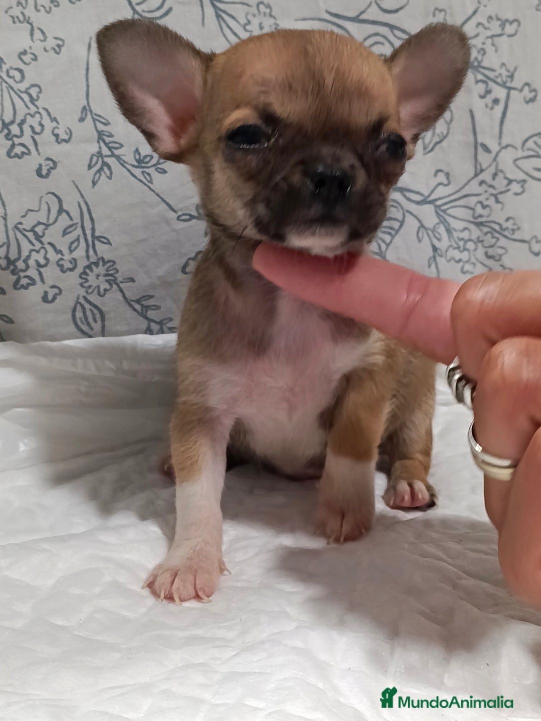 Chihuahua perros en venta: Chihuahua micro Toy hembra  - Imagen 4