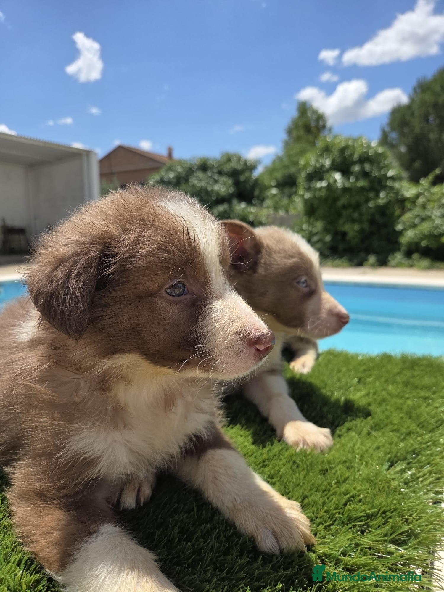 Border Collie perros en venta: Disponibles Border collies Chocolates y lilac - Anuncio 1