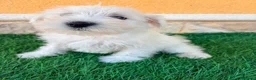 Schnauzer Miniatura perros en venta: Schnauzer miniatura blanco - Anuncio 6