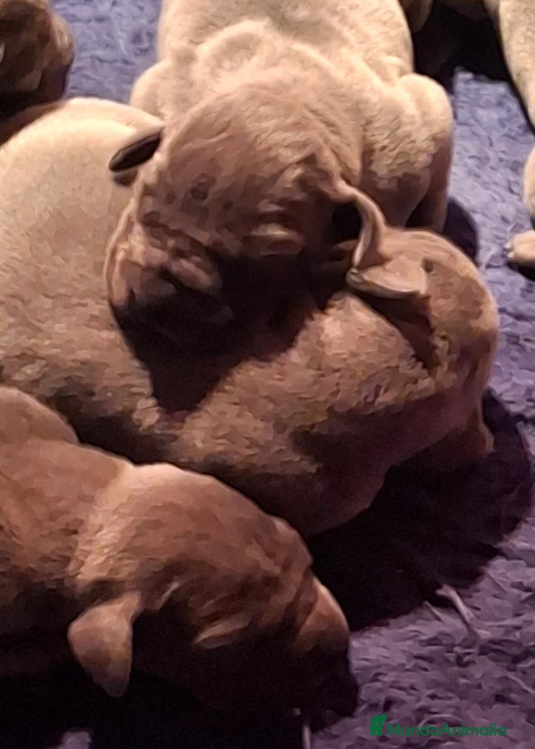 Dogo Alemán perros en venta: Cachorros de Gran Danés o Dogo Alemán - Anuncio 5