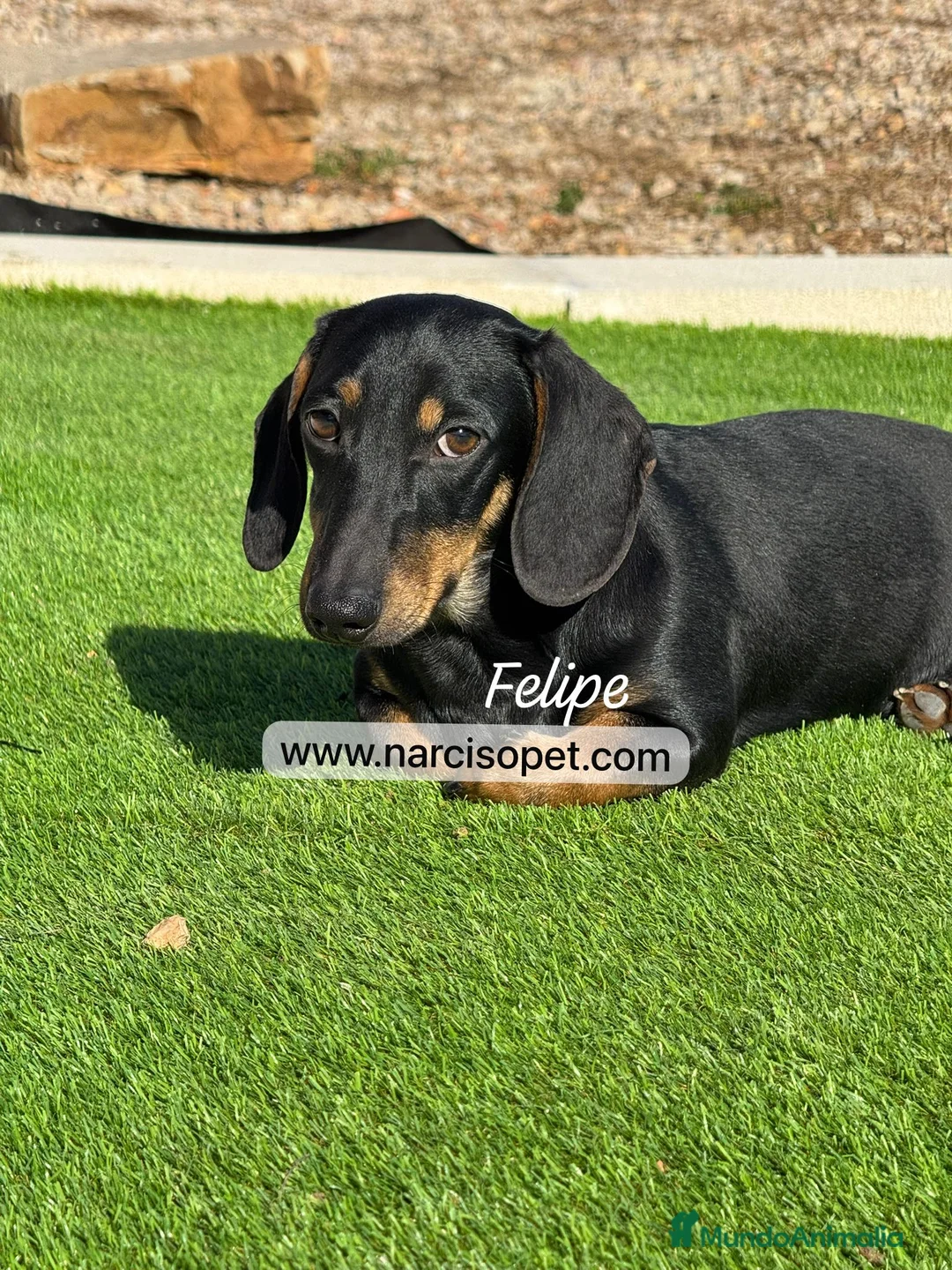 Teckel Miniatura perros en venta: TECKEL 5 CON GARANTIAS - Anuncio 5