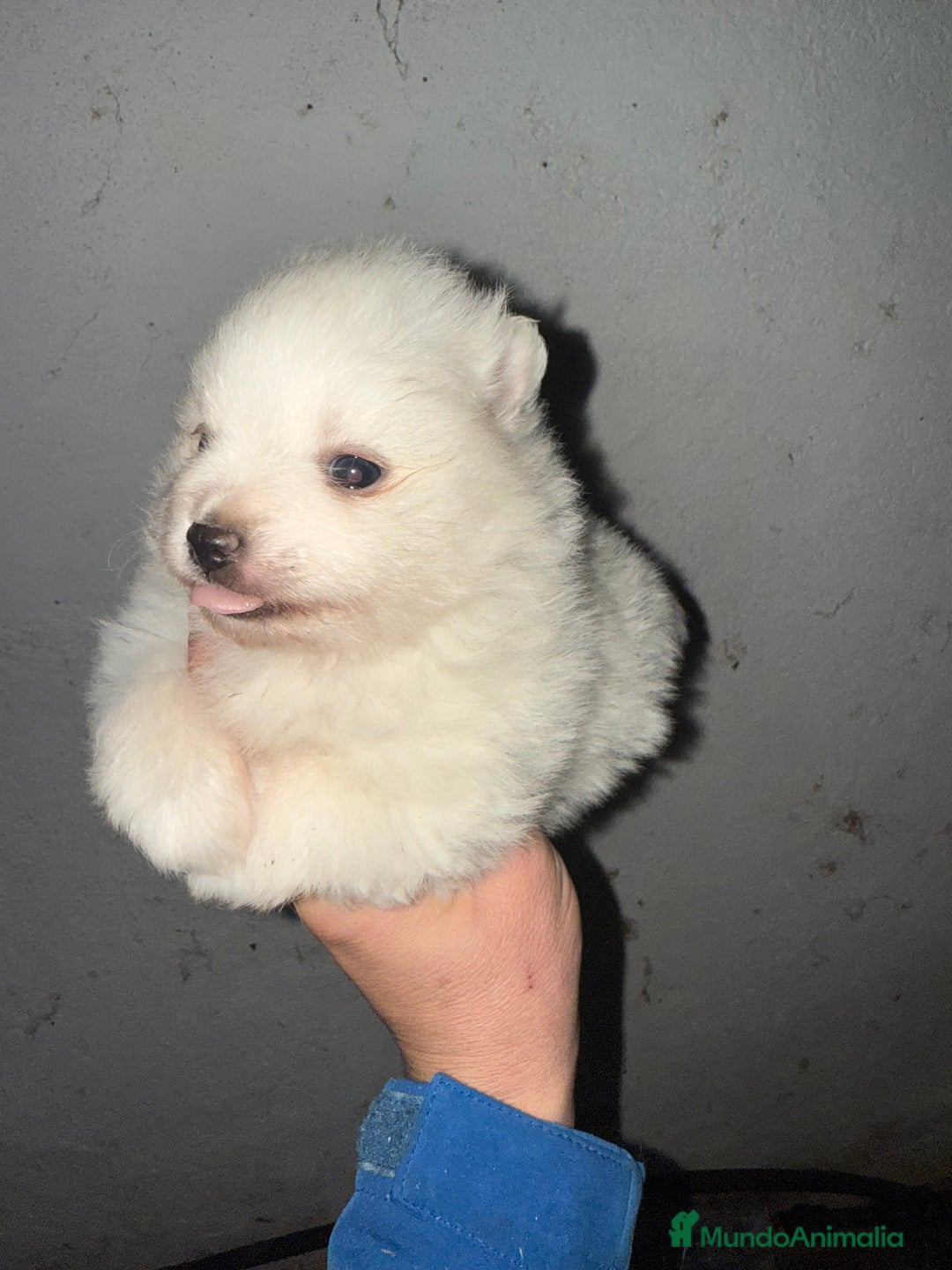 Pomerania perros en venta: Pomerania - Anuncio 1