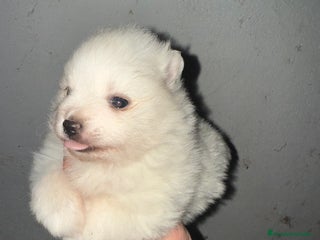 Pomerania perros Pomerania - Anuncio 1