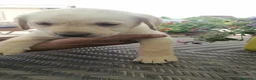 Labrador Retriever perros en venta: Camada de labrador retriever dorado🐶🐾 - Anuncio 2