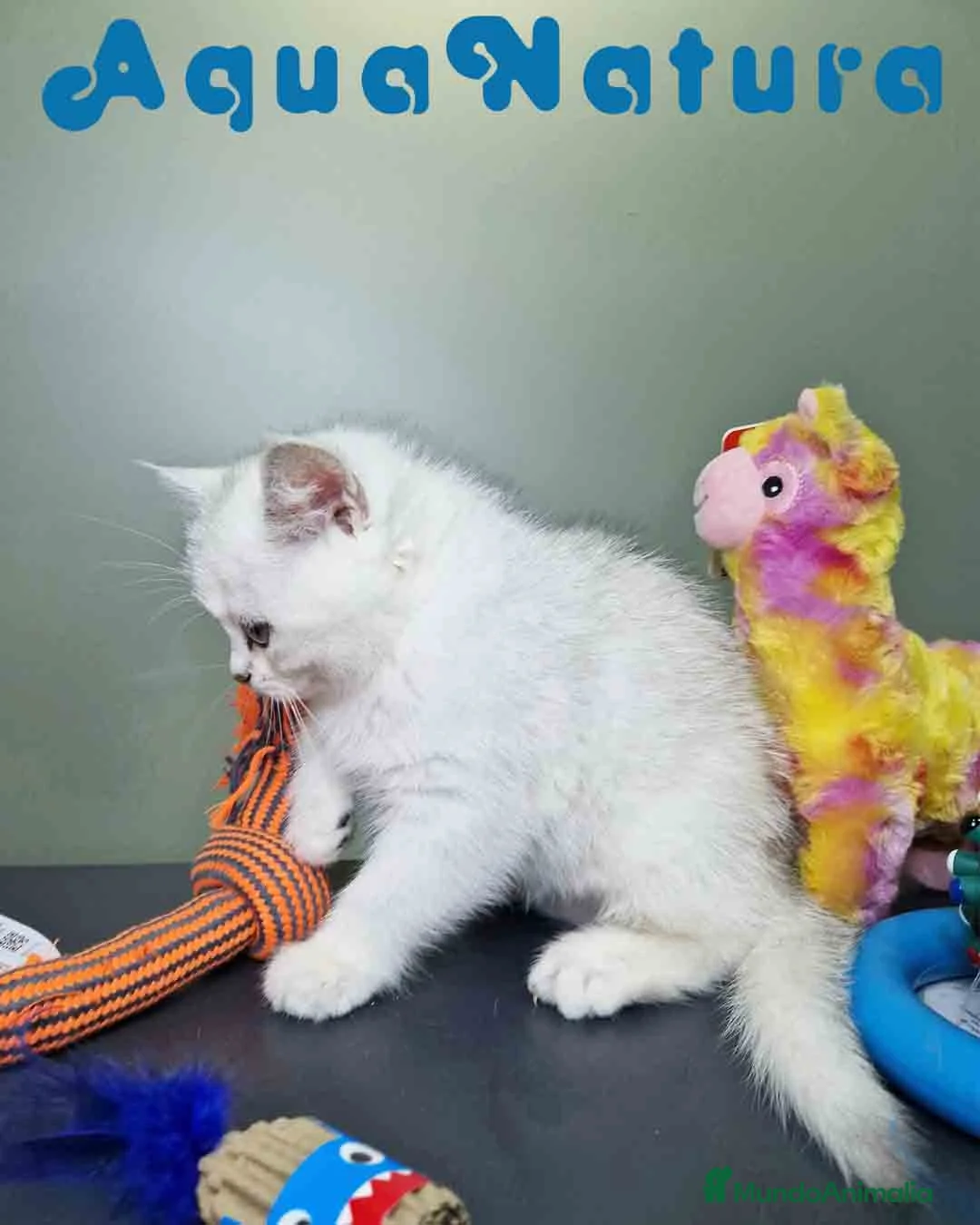 Británico de Pelo Corto gatos en venta: British Macho 7791 AQUANATURA - Anuncio 11