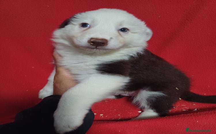 Border Collie perros - Anuncio 2