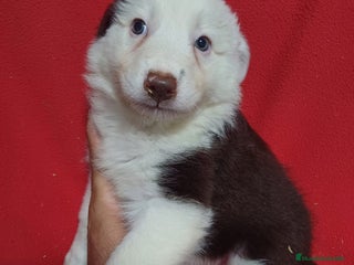 Border Collie perros - Anuncio 2