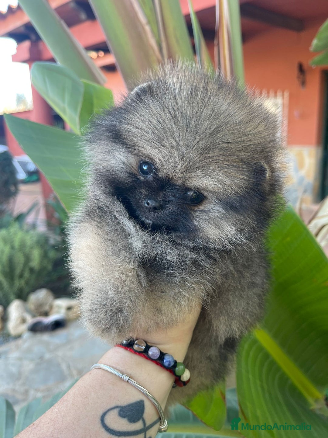 Pomerania perros en venta: BEBE POMERANIA SUPER MINI - Anuncio 4