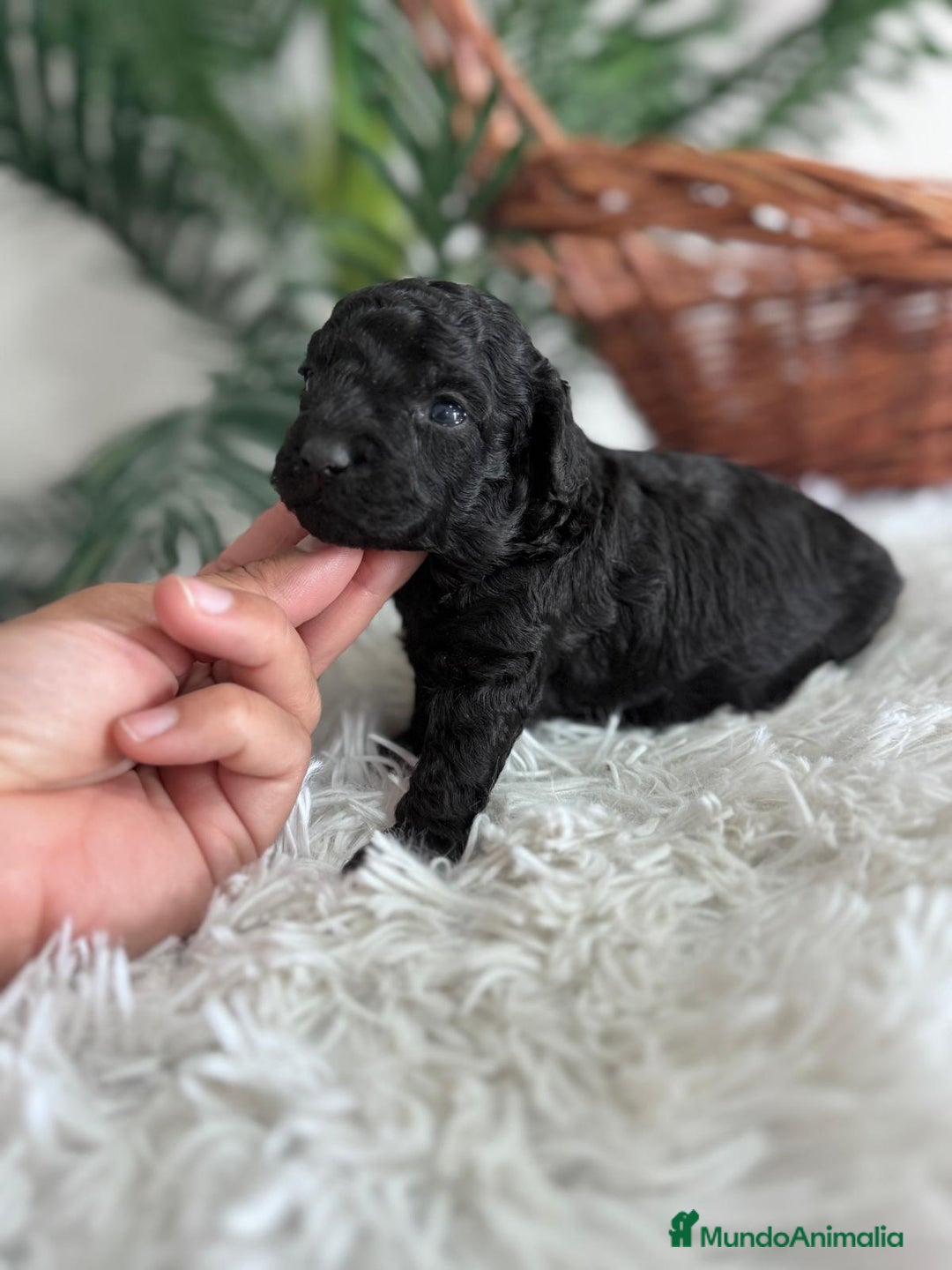 Caniche Toy perros en venta: CANICHE TOY MACHO - Anuncio 10