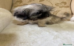 Pekinés perros en venta: Cachorros de Pekines Imperial hembras  - Imagen 26