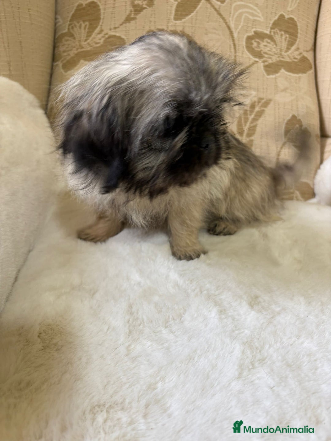 Pekinés perros en venta: Cachorros de Pekines Imperial hembras  - Imagen 26