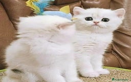 Británico de Pelo Corto gatos en venta: Macho British Blanco - Imagen 4