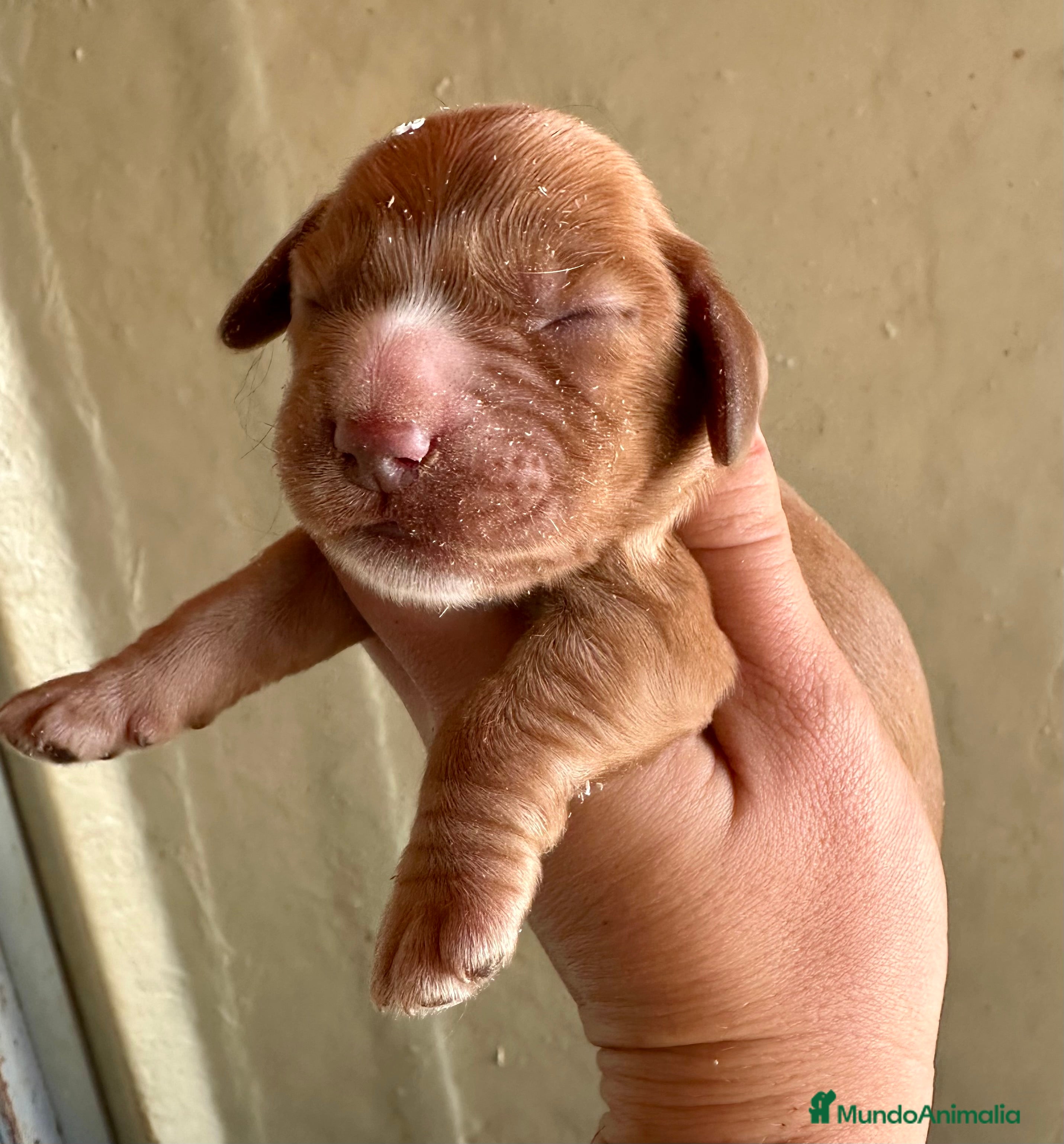 Cocker Spaniel Inglés perros COCKER SPANIEL  CAMADA PARA RESERVAR - Anuncio 2