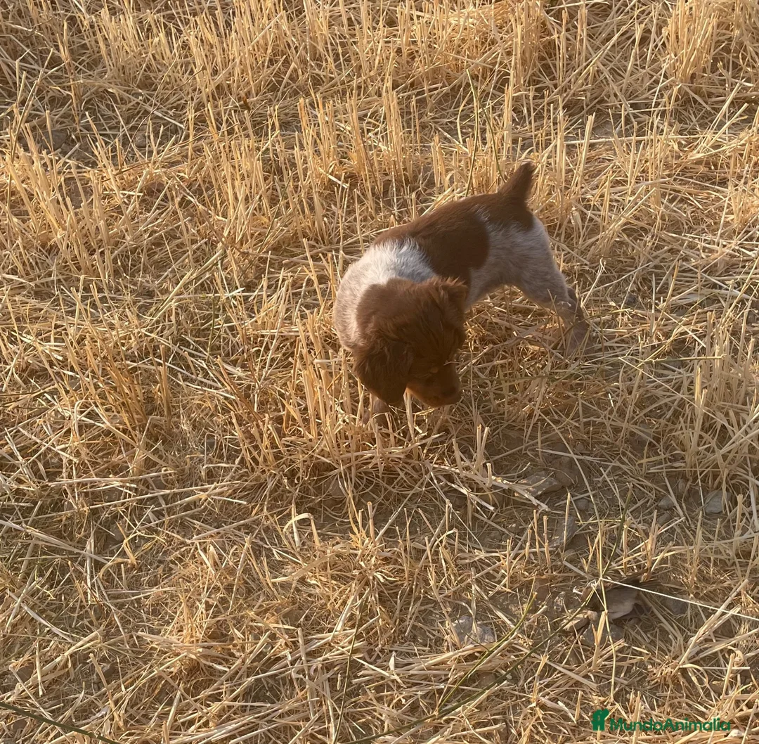 Épagneul Breton perros en venta: Epagneul bretón  en Castellón - Anuncio 2