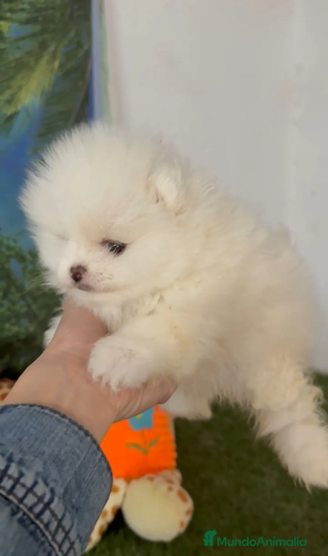 Pomerania perros en venta: Pomerania miniatura  - Anuncio 2