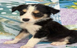 Border Collie perros en venta: Border collie última hembra  - Imagen 3