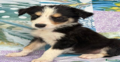 Border Collie perros - Anuncio 8