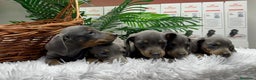 Teckel Miniatura perros en venta: TECKEL MINIATURA BLUE AND TAN - Anuncio 6