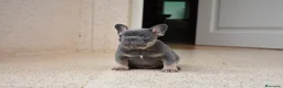 Bulldog Francés perros en venta: Cachorros de Bulldog Frances  - Anuncio 3