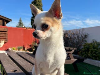 Chihuahua perros Semental para montas en Valencia - Anuncio 1