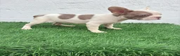 Bulldog Francés perros en venta: Bulldog frances  - Anuncio 21