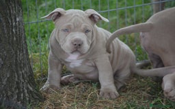 American Bully perros en venta: Cachorros American Bully  en Ourense - Imagen 2