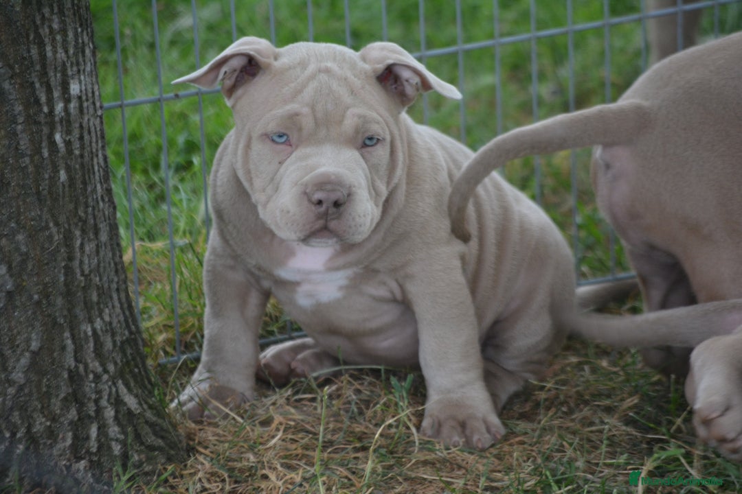 American Bully perros en venta: Cachorros American Bully  en Ourense - Imagen 2