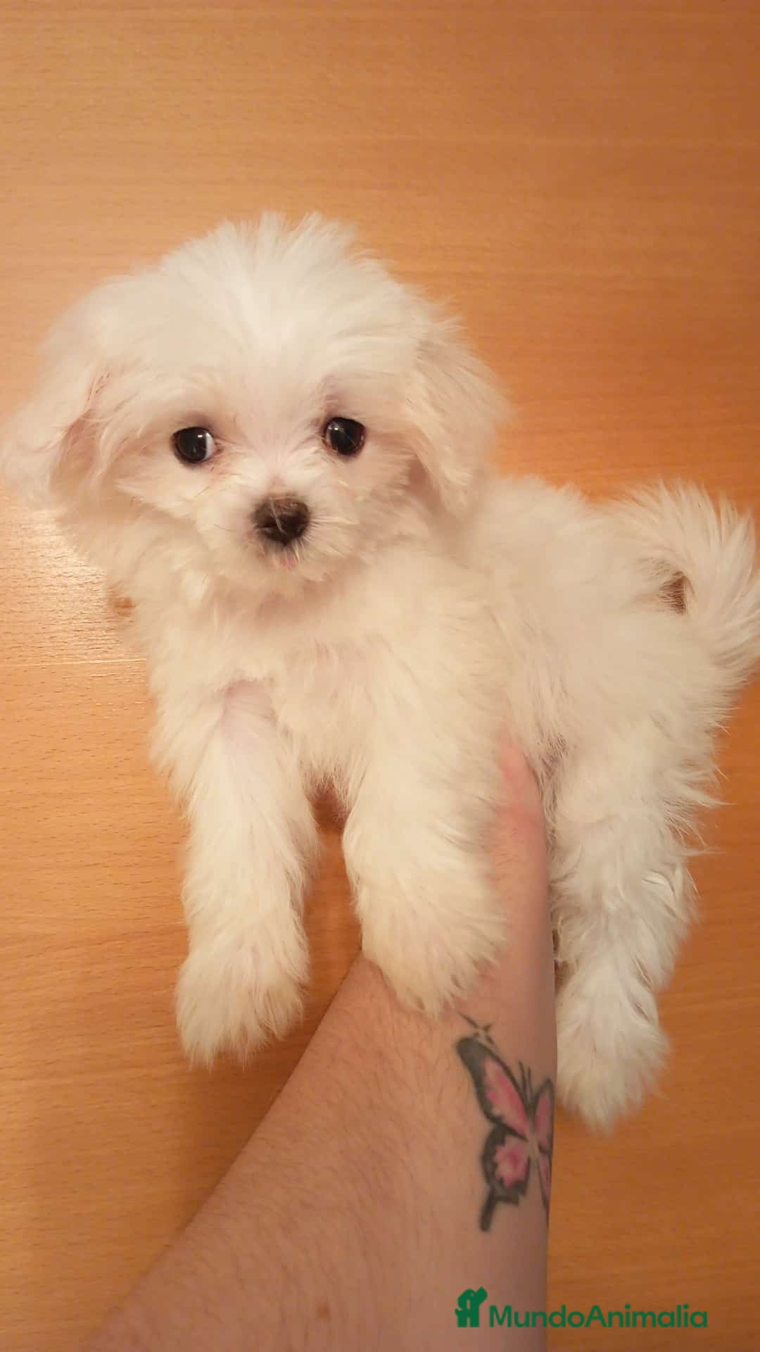 Bichón Maltés perros en venta: Hermosos Bichón maltés  - Imagen 2