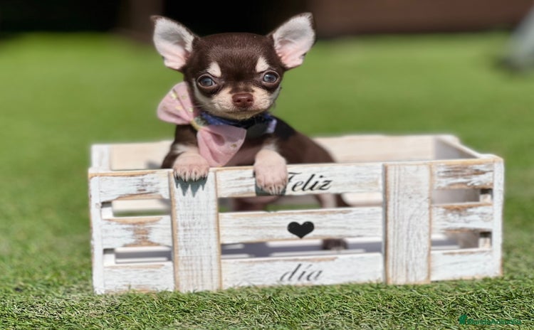 Chihuahua perros - Anuncio 4
