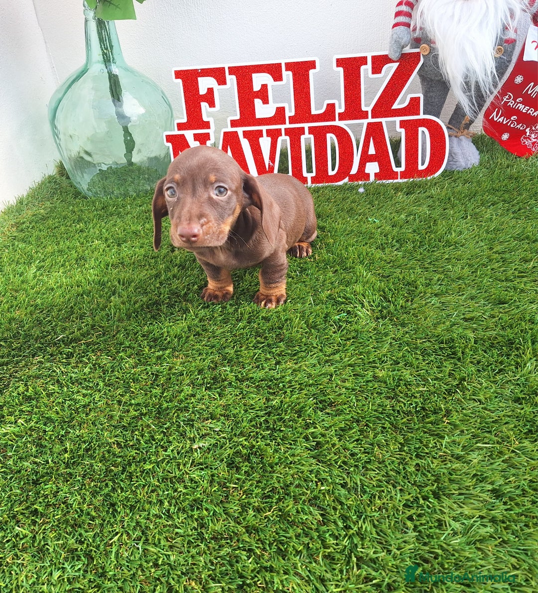 Teckel Miniatura perros en venta: TECKEL MINIATURA & KANNINCHEN  - Anuncio 1