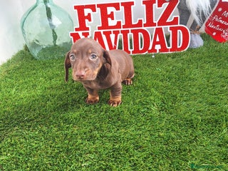 Teckel Miniatura perros TECKEL MINIATURA & KANNINCHEN - Anuncio 2