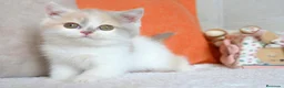 Británico de Pelo Corto gatos en venta: Gatita British Shorthair hembra disponible - Anuncio 3