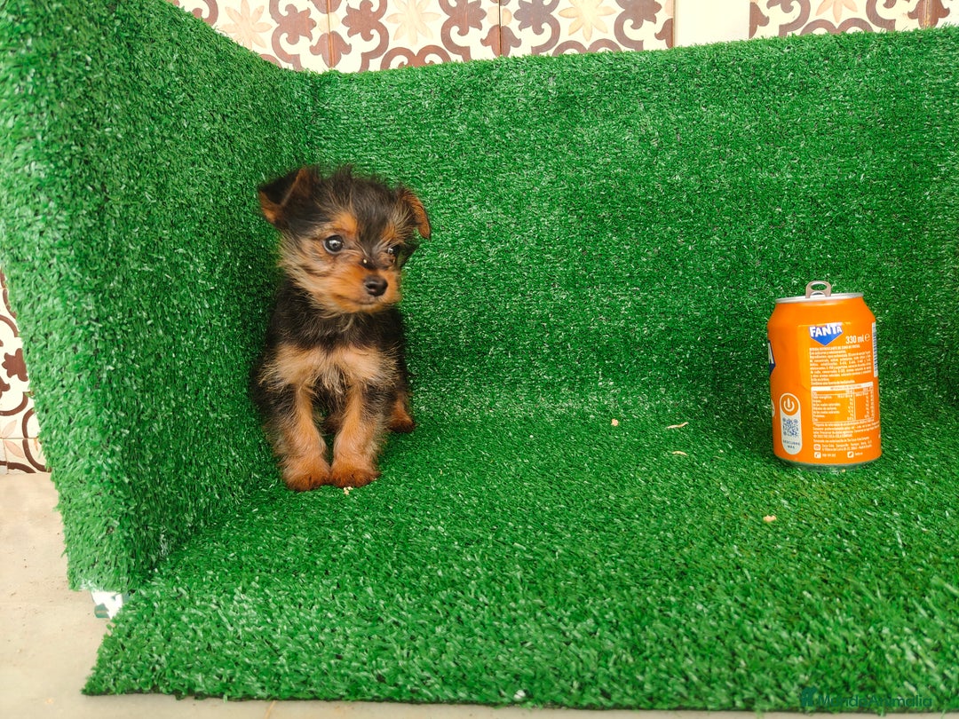 Yorkshire Terrier perros en venta: Yorkshire terrier  - Anuncio 2