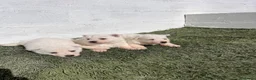 Pastor Blanco Suizo perros en venta: Cachorro de pastor blanco suizo - Anuncio 2