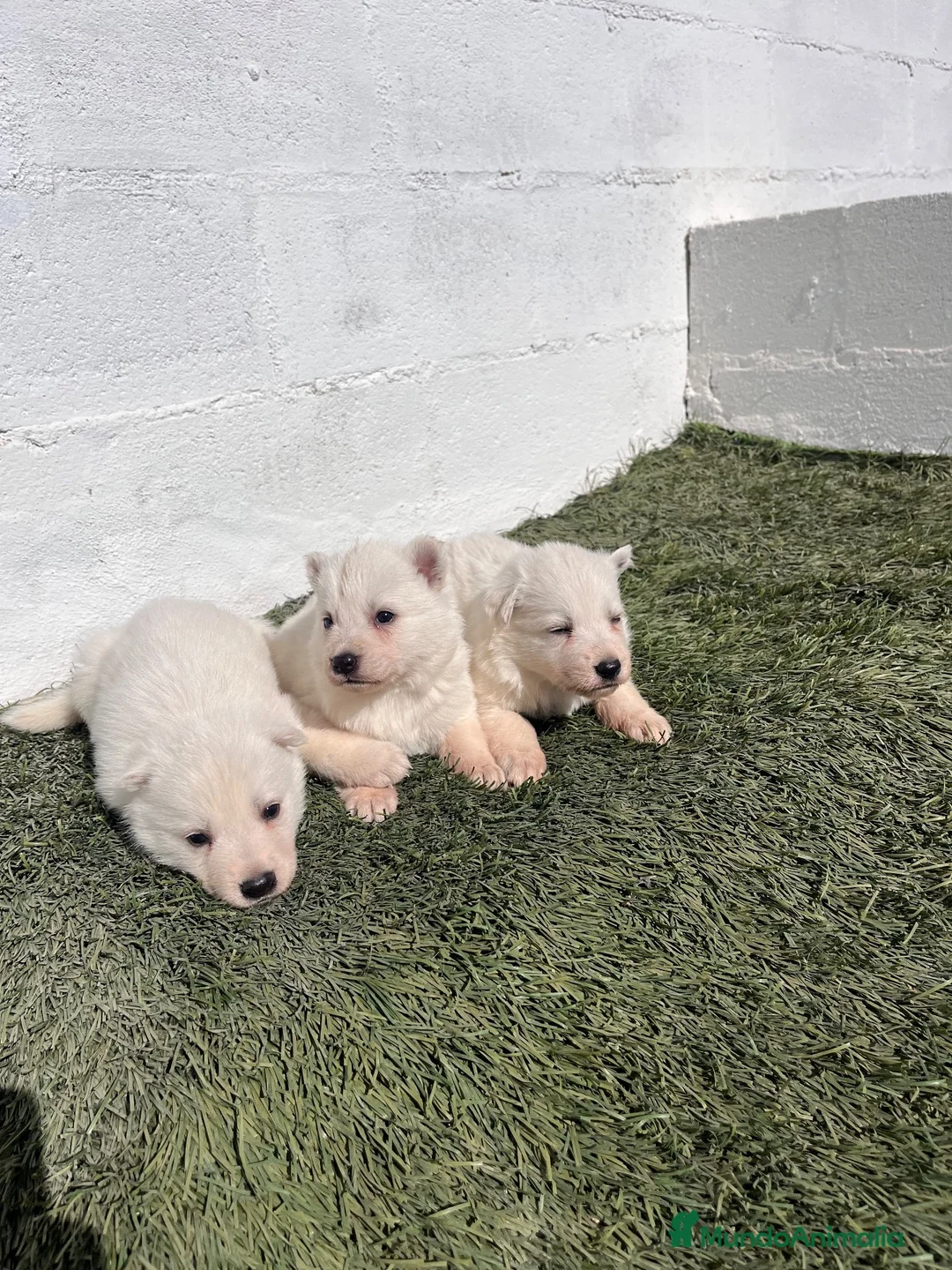 Pastor Blanco Suizo perros en venta: Cachorro de pastor blanco suizo - Anuncio 2
