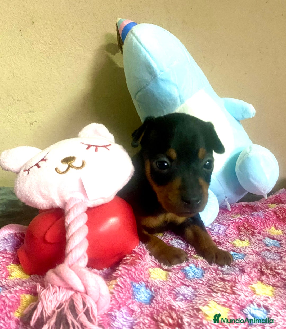 Pinscher Miniatura perros en venta: Pincher Miniatura - Anuncio 3