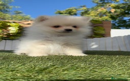 Pomerania perros en venta: POMERANIA MACHO - Imagen 8