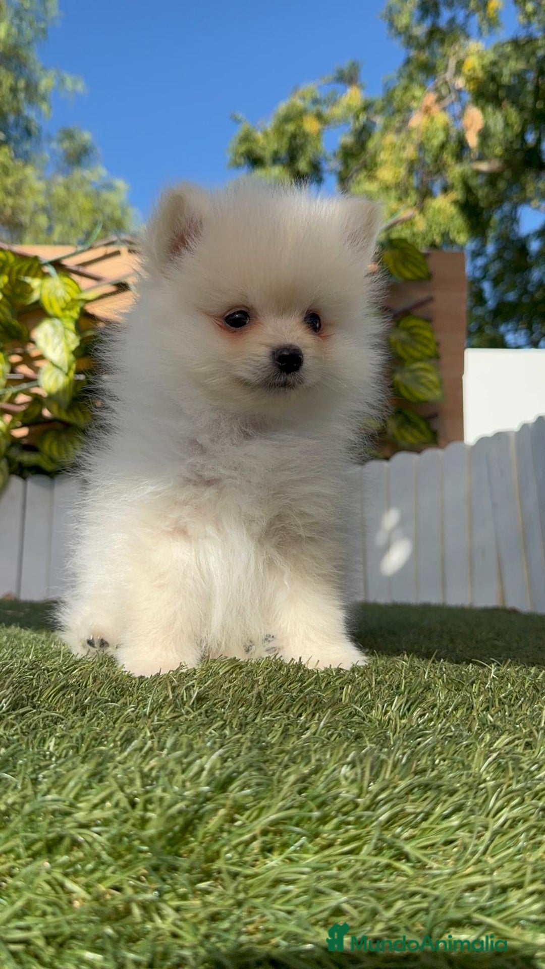 Pomerania perros en venta: POMERANIA MACHO - Imagen 8