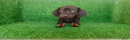 Teckel Miniatura perros en venta: Teckel miniatura  - Anuncio 8