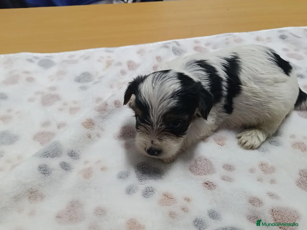 Yorkshire Terrier perros en venta: YORKSHIRE BIEWER MACHO - Anuncio 2