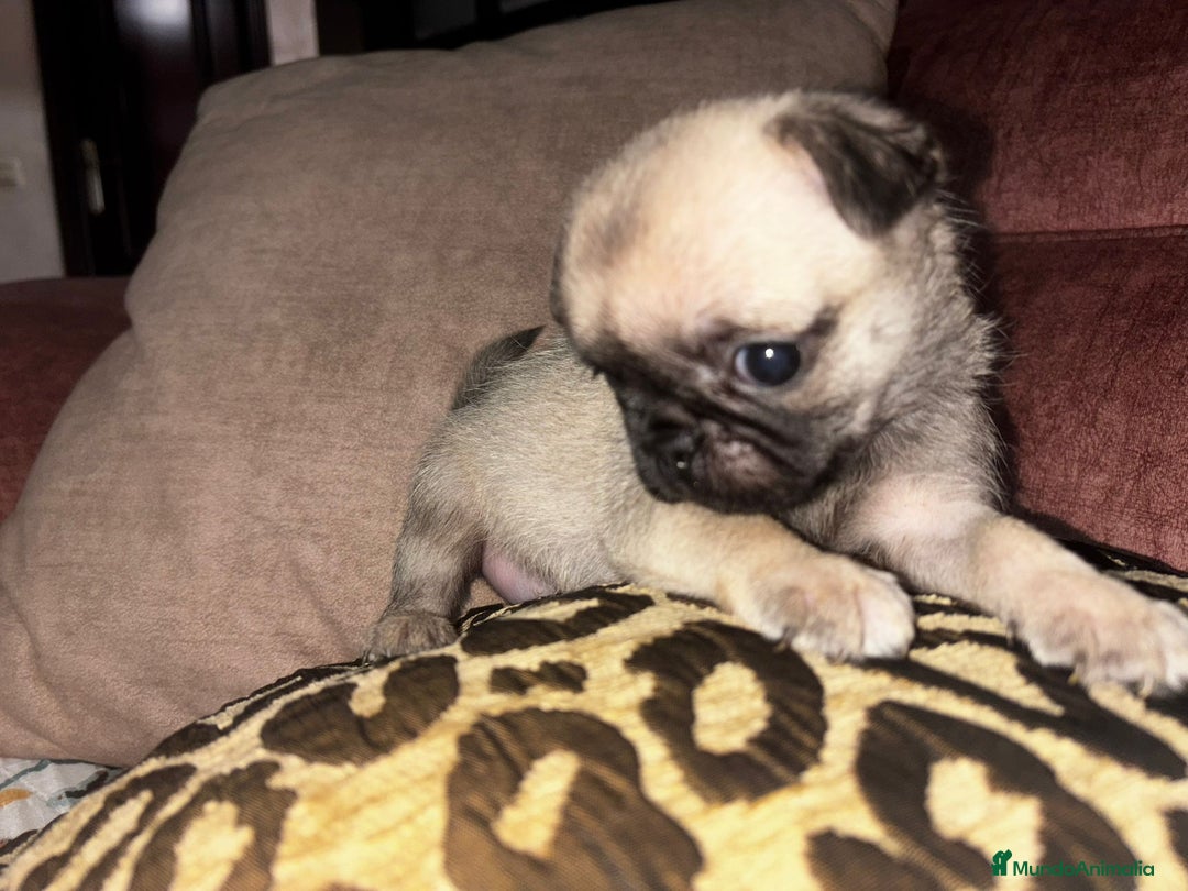 Carlino - Pug perros en venta: Última hembra de carlino - Anuncio 3