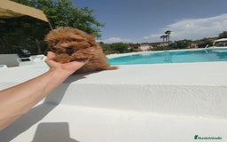 Maltipoo perros en venta: Maltipoo  - Imagen 2