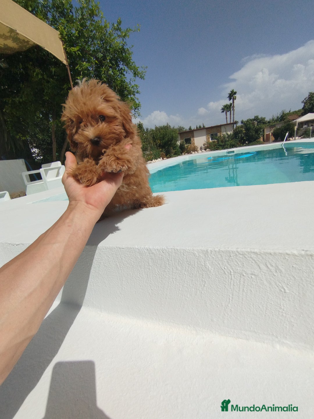Maltipoo perros en venta: Maltipoo  - Imagen 2